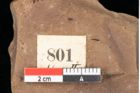 Foto (Detailsansicht) von Quercus palaeoilex Ettingshausen (NHMW-GEO-2024-0188-0801)